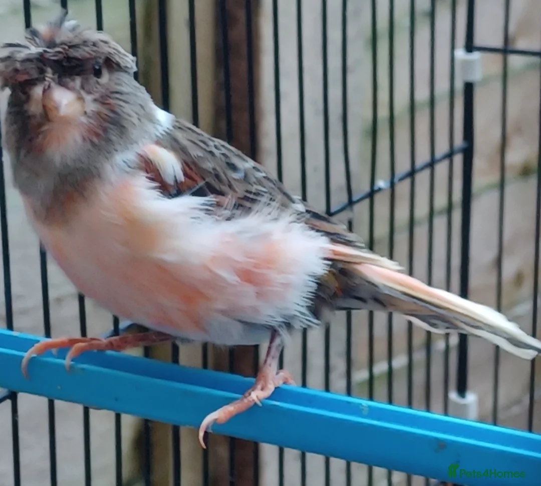 Canaries birds for sale: HARLEQUIN RED FACTOR PORTUGUESE CREASTED  - Advert 34