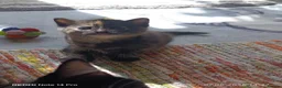 Mixed Breed cats for sale: Four girls. - Advert 14