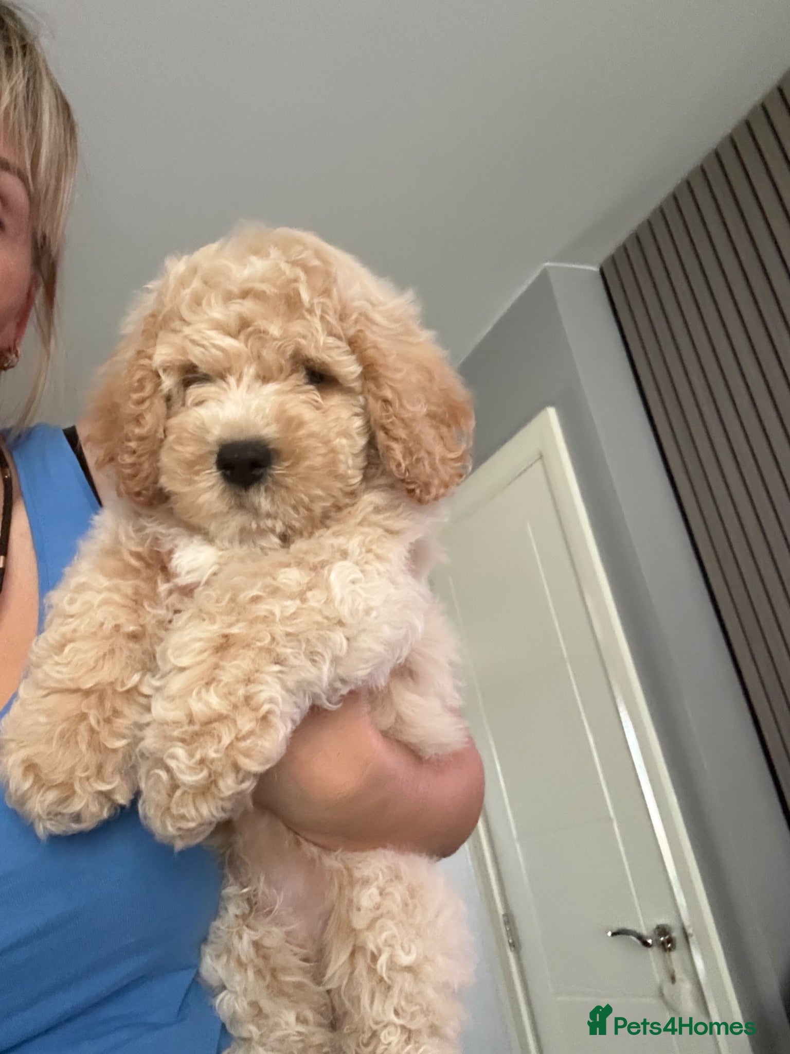 Cavapoochon dogs Lovely puppies looking for good home  - Advert 4