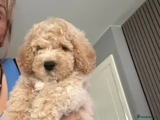 Cavapoochon dogs Lovely puppies looking for good home - Advert 4