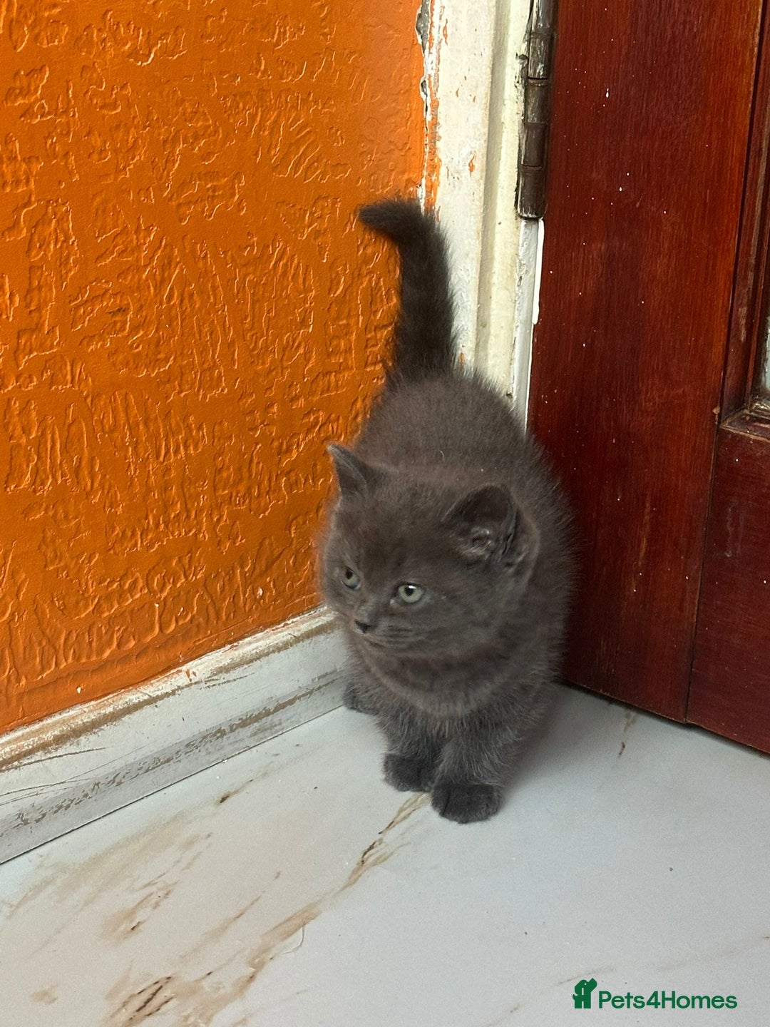 Mixed Breed cats for sale: Kittens  British ShorthaiR X Ragdoll  - Advert 4