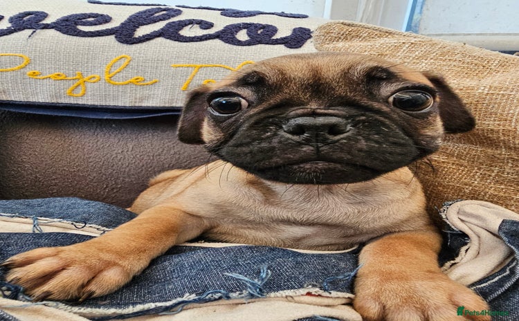 Frug dogs - Advert 1