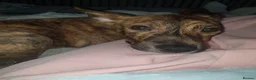 Mixed Breed dogs for sale: Dutch Sheperd x Staffy (8 months old) - Advert 5