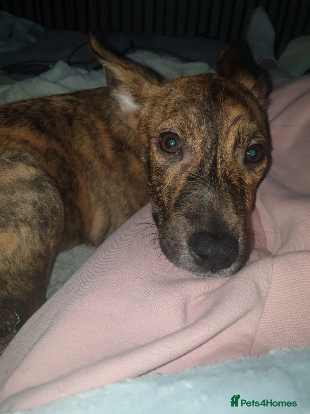 Mixed Breed dogs for sale: Dutch Sheperd x Staffy (8 months old) - Advert 5