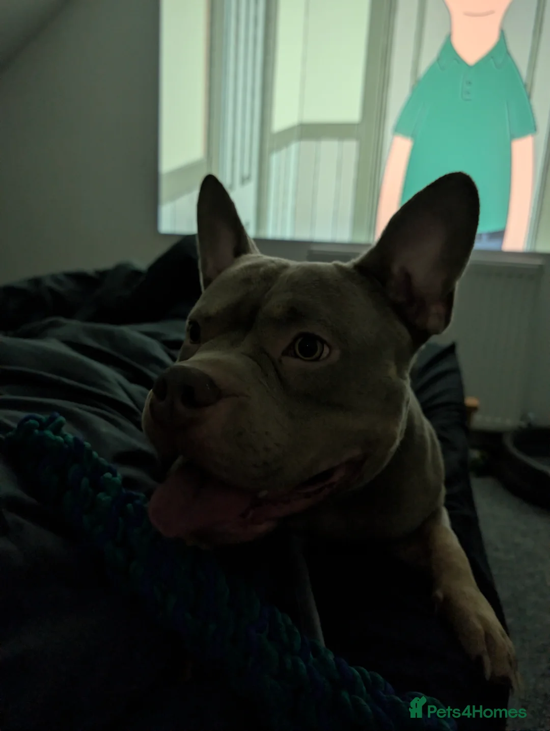 Mixed Breed dogs for sale: Frenchie x pocket bully  - Advert 2