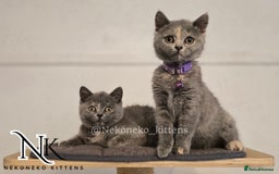 British Shorthair cats for sale: ❗️❗️2 LEFT❗️❗️CHUNKY ADORABLE FLUFF BALLS in Ilkeston - Image 20