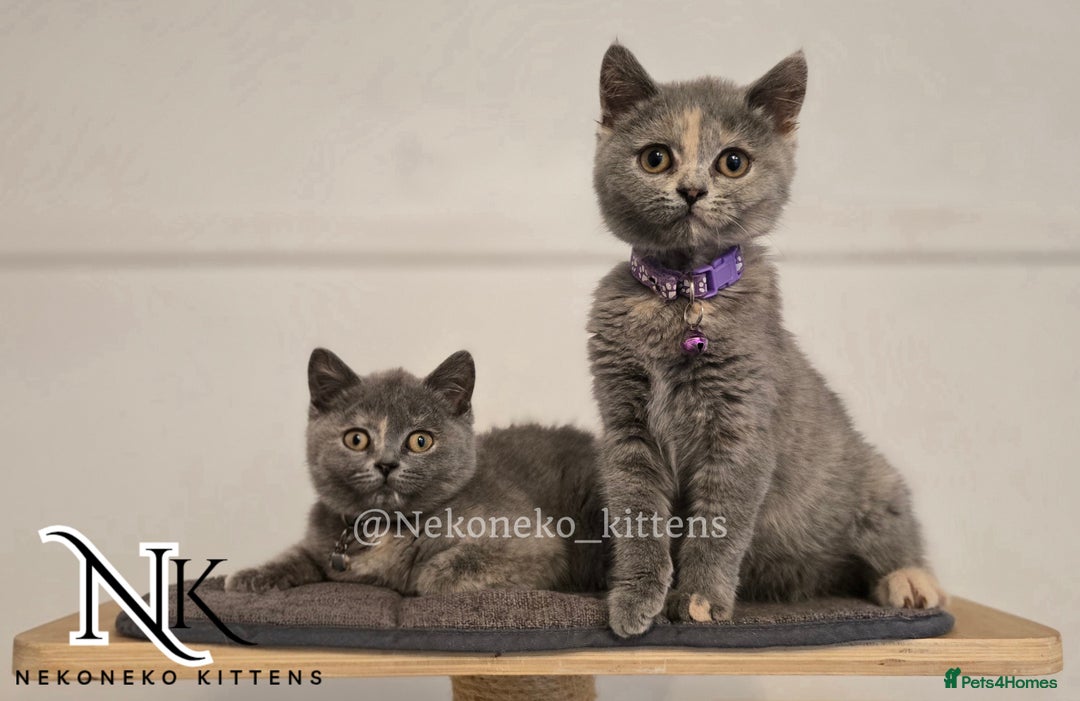 British Shorthair cats for sale: ❗️❗️2 LEFT❗️❗️CHUNKY ADORABLE FLUFF BALLS in Ilkeston - Image 20