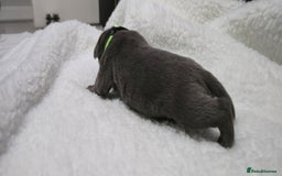 Staffordshire Bull Terrier dogs for sale:  Blue Staffy puppies for sale KC REGISTERED  - Image 12