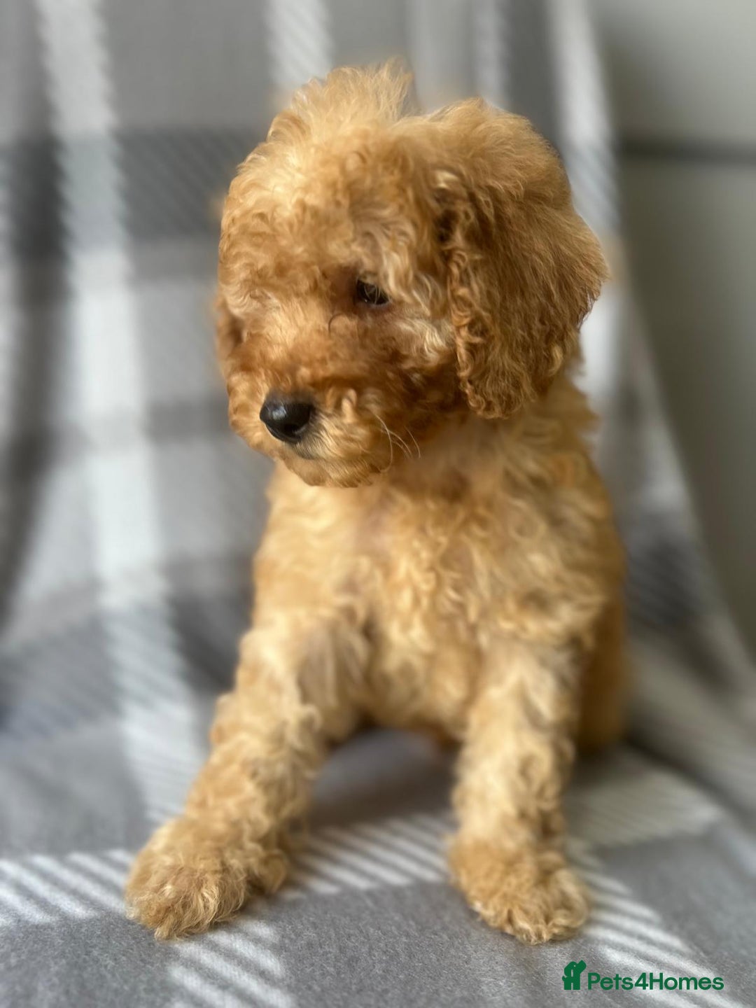 Miniature Poodle dogs for sale: Small size beautiful perfect poodle babys - Image 2