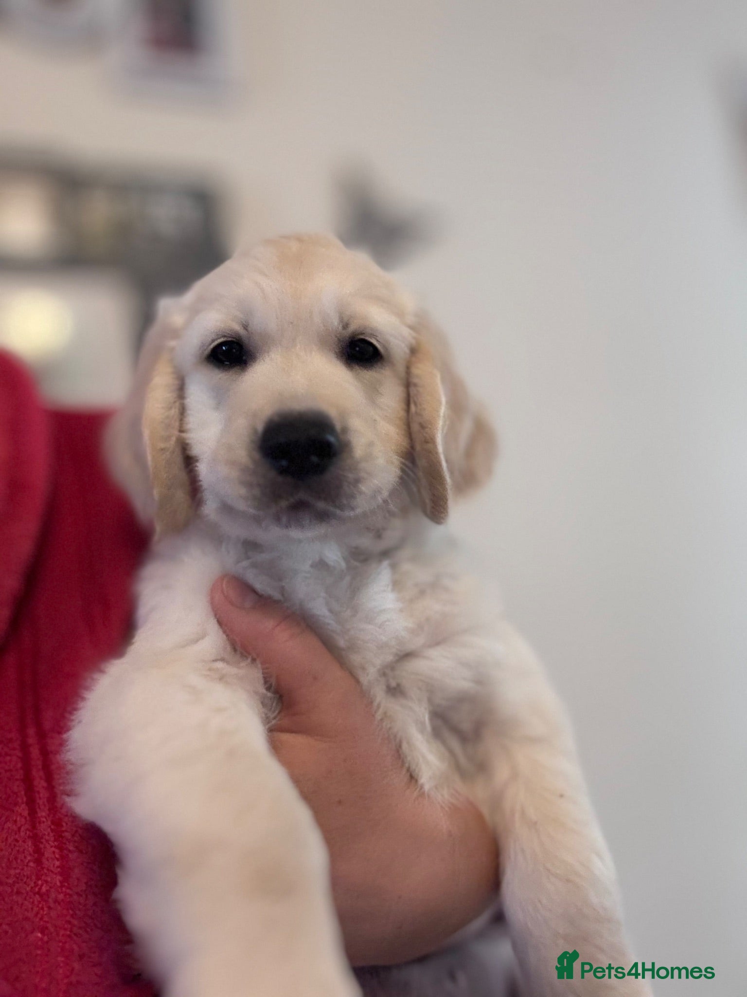Golden Retriever dogs Beautiful Golden Retriever puppies - Advert 9