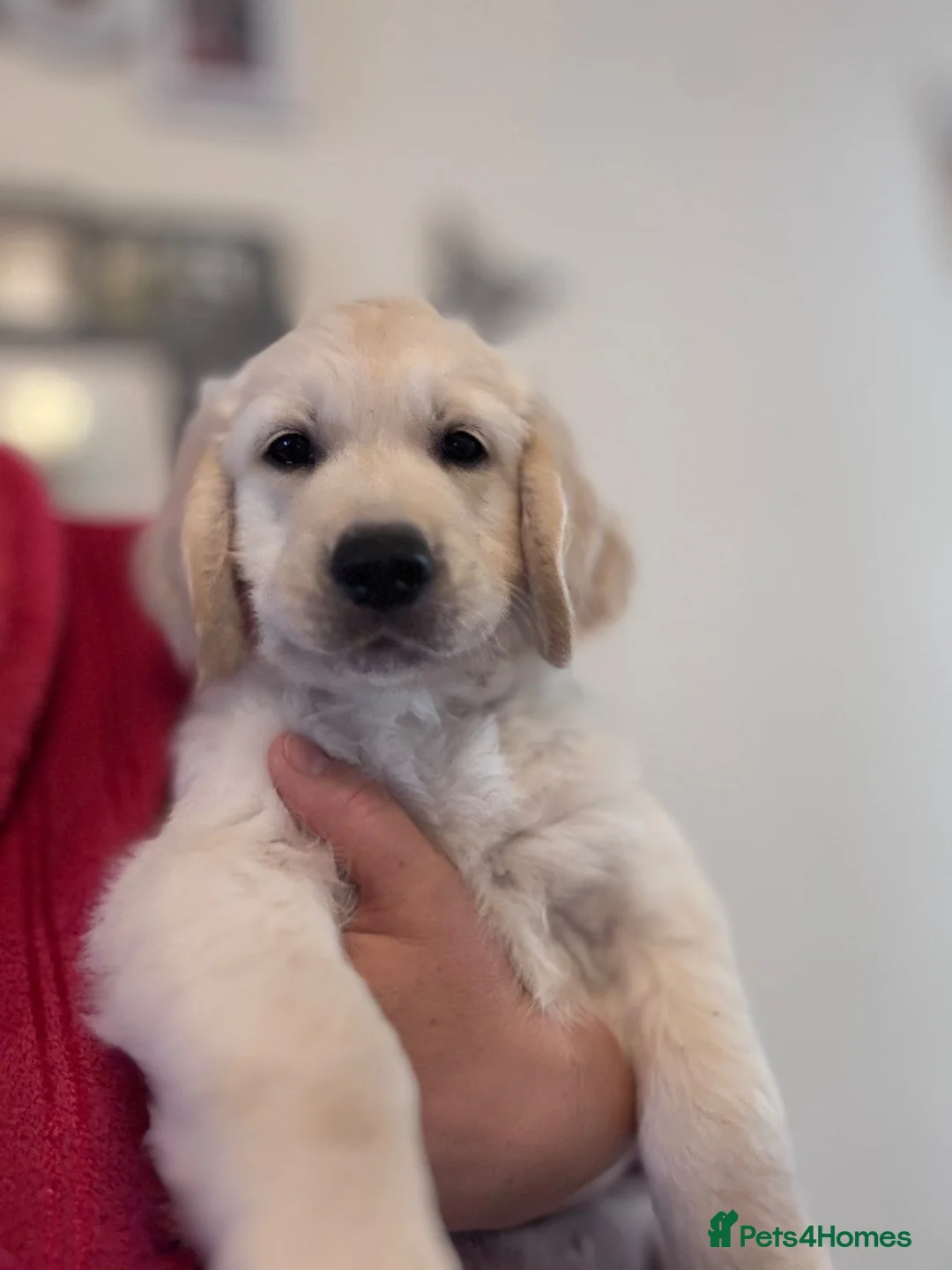 Golden Retriever dogs for sale: Beautiful Golden Retriever puppies - Advert 1