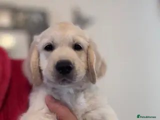 Golden Retriever dogs Beautiful Golden Retriever puppies - Advert 9