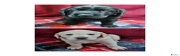Labrador Retriever dogs for sale: Labrador Retriever Puppies - Advert 7