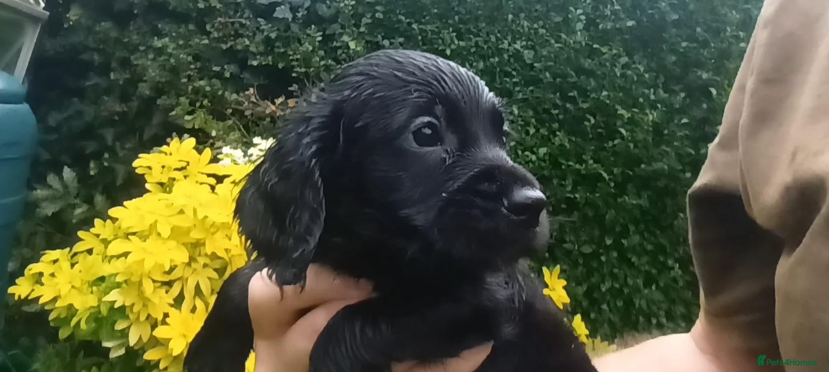 Cocker Spaniel dogs Working Cocker Spaniel Puppy boys. Girls reserved - Advert 3