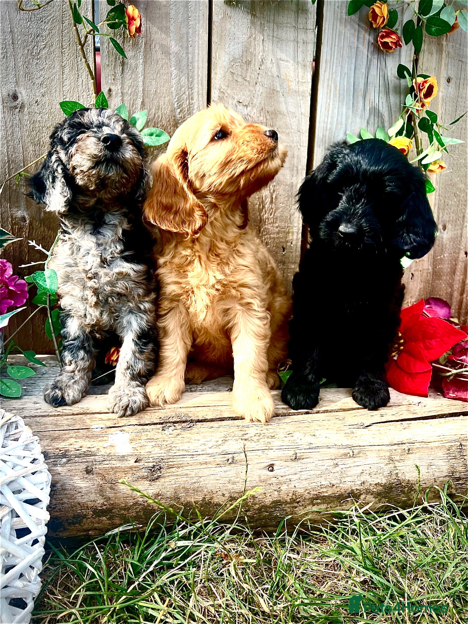 Cockapoo dogs Rare Blue Merle Cockapoo Puppies  - Advert 9
