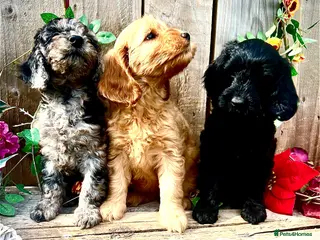 Cockapoo dogs Rare Blue Merle Cockapoo Puppies - Advert 9