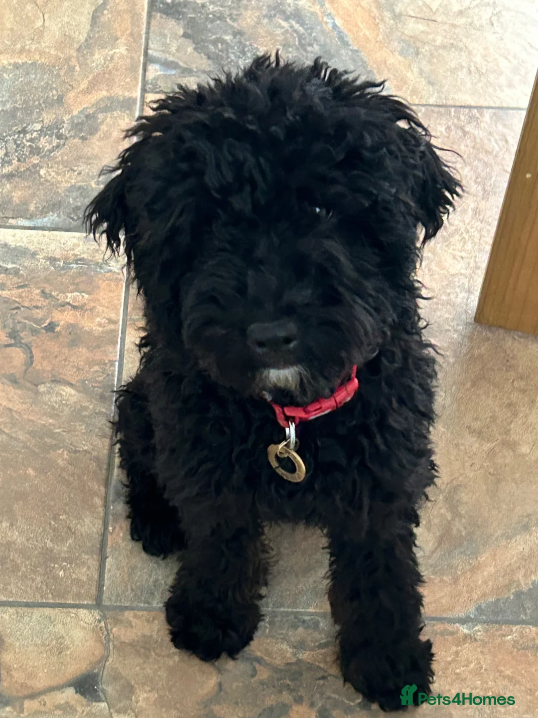 Australian Labradoodle dogs for sale: Beautiful Female Australian Labradoodle  - Advert 1