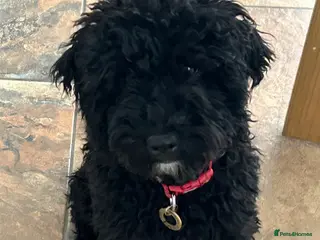 Australian Labradoodle dogs Beautiful Female Australian Labradoodle - Advert 15