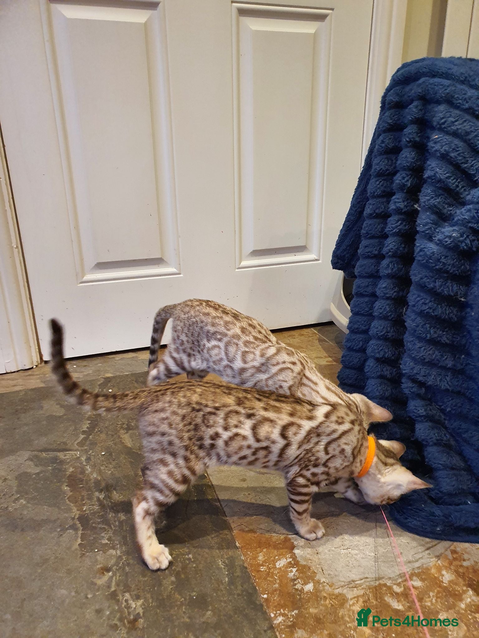 Bengal cats 🐆💕Very Beautiful Tica Registered Bengal Kittens. - Advert 2
