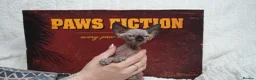 Sphynx cats for sale: Blanket Loving Canadian Sphynx in Manchester - Advert 24