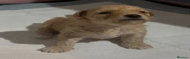 Maltipoo 2