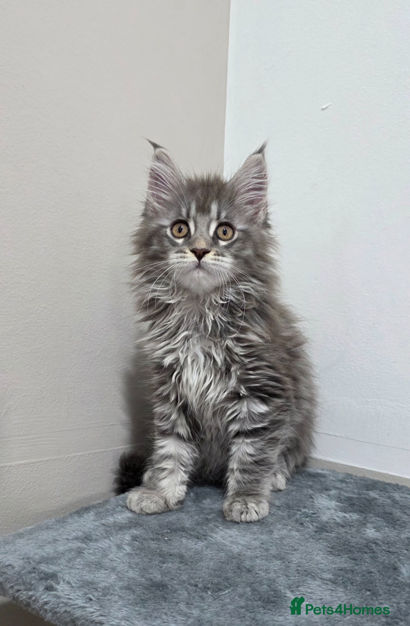 Maine Coon cats 🏅Russian Xl maine coon female🏅 - Advert 1