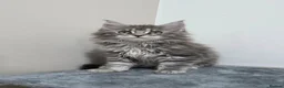 Maine Coon cats for sale: 🏅Russian Xl maine coon female🏅 - Advert 1