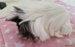 Guinea Pig rodents for sale: Pure Peruvian Sisters - Image 10