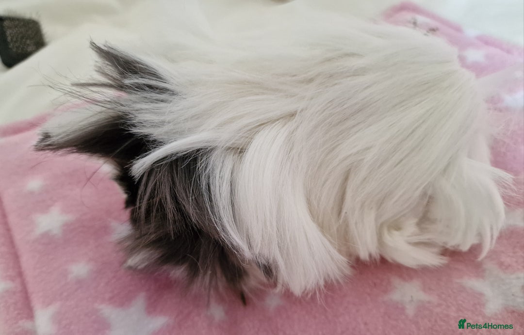 Guinea Pig rodents for sale: Pure Peruvian Sisters - Image 10