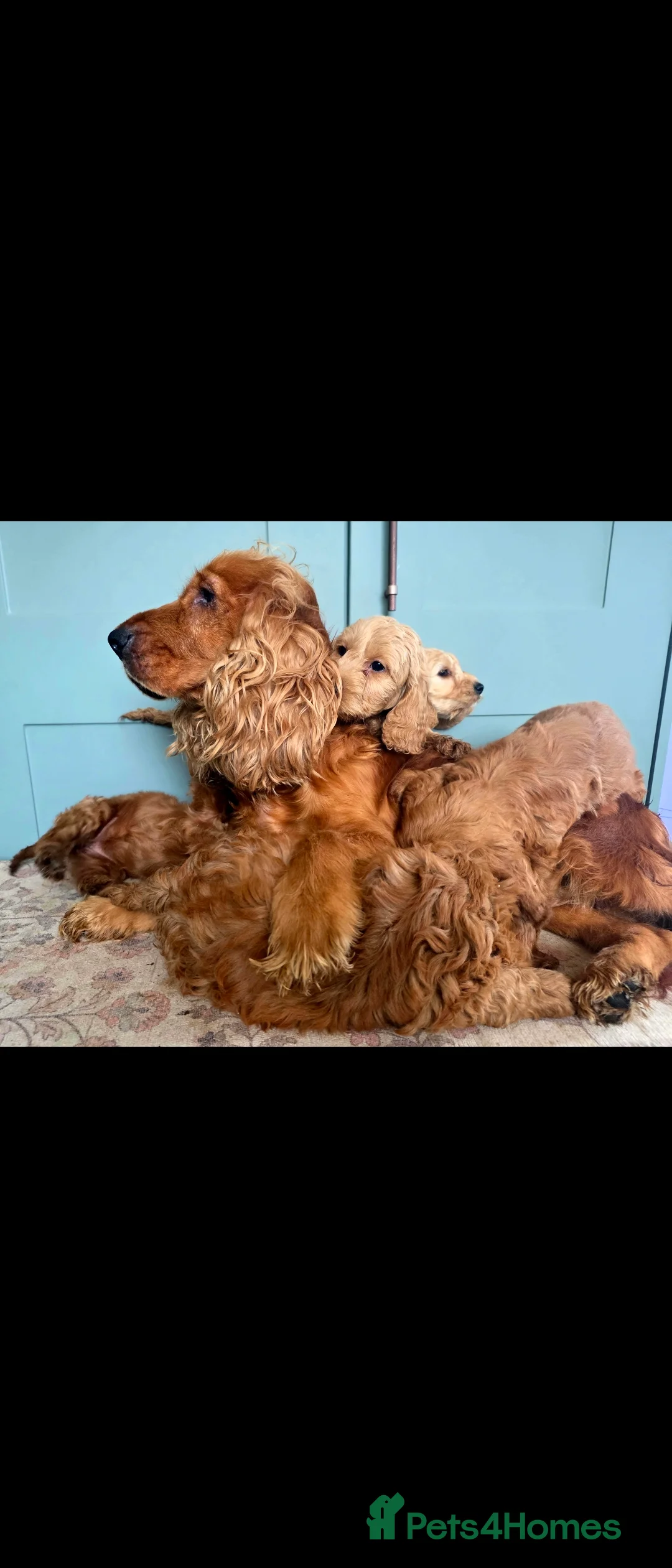 Cockapoo dogs for sale: COCKAPOO AVAILABLE £795 in Blackburn - Advert 2