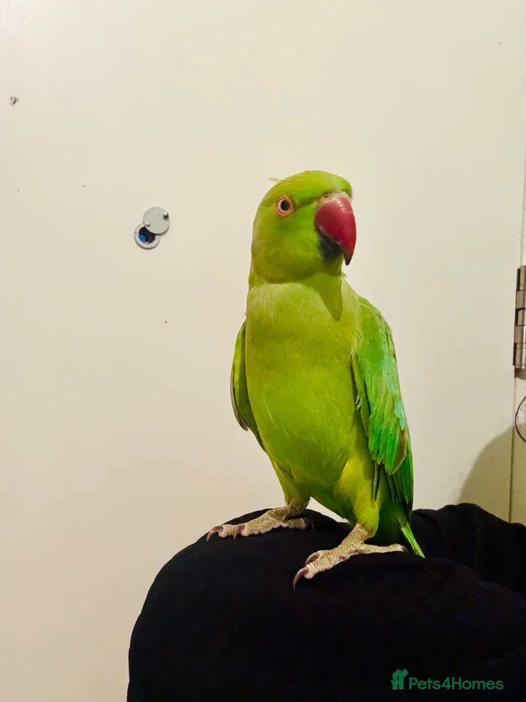 Ringnecks birds for sale: Hand Tamed/Untamed Gorgeous Ringneck for Sale in London - Advert 2