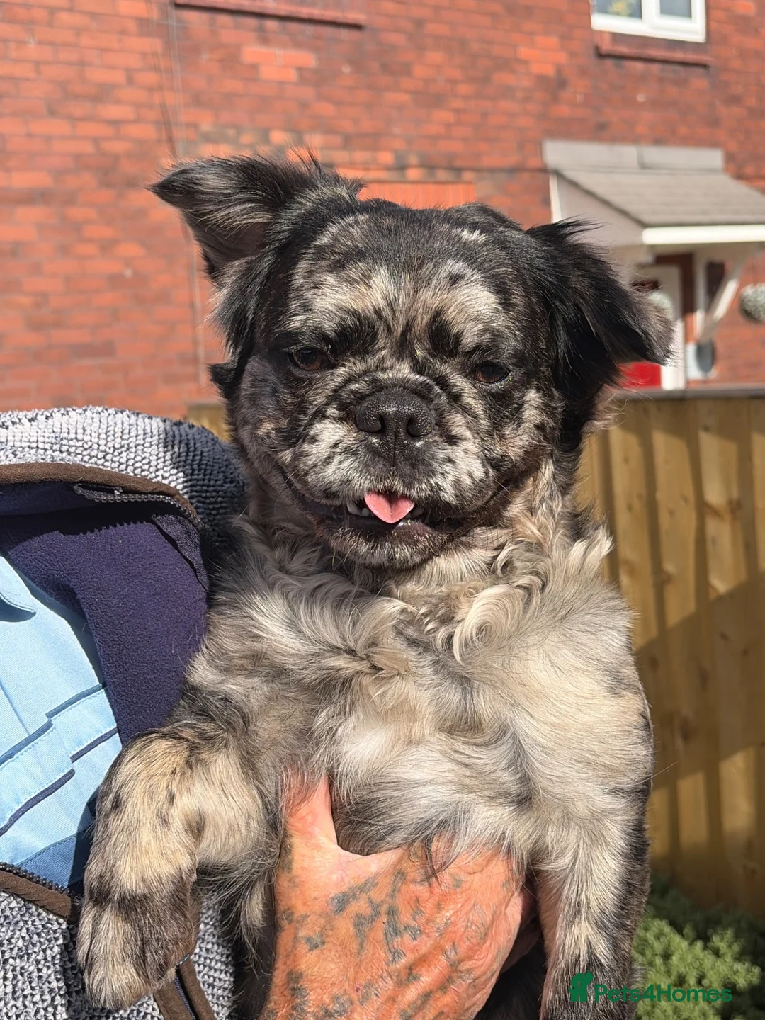 French Bulldog dogs for sale: Bella  - Advert 2