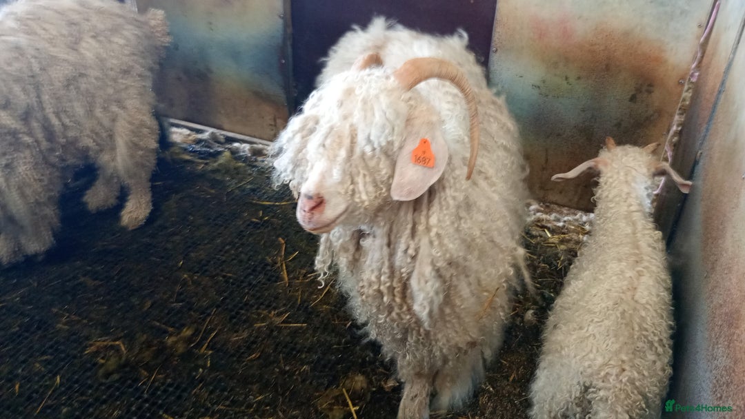 Goats livestock for sale: Angora nanny and kids  in Camelford - Image 6