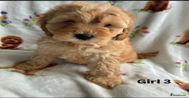 Cockapoo dogs - Advert 4