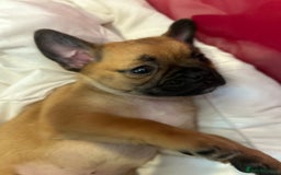 Mixed Breed dogs for sale: Pug Puppy  - Image 6