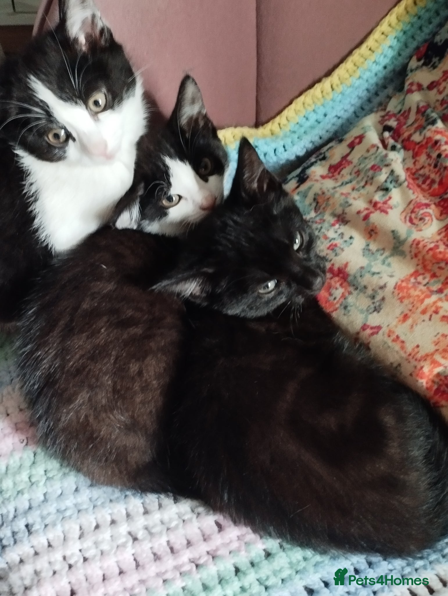 Mixed Breed cats Kittens  - Advert 4