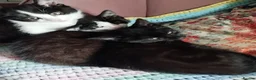 Mixed Breed cats for sale: Kittens  - Advert 1