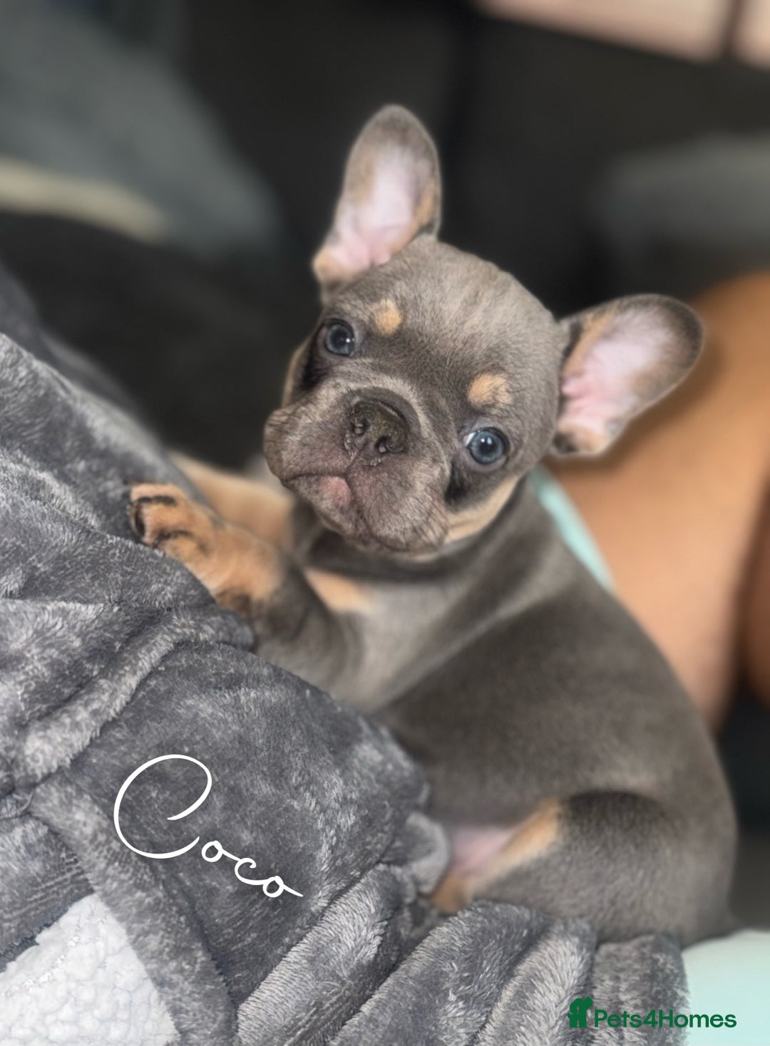 French Bulldog dogs for sale: Fluffy & testable frenchies - Advert 6