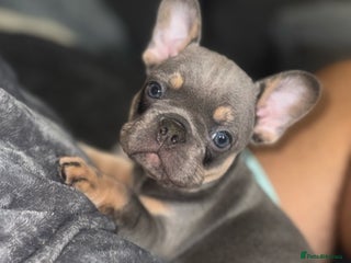 French Bulldog dogs Fluffy & testable frenchies - Advert 5