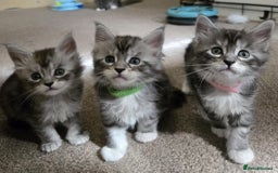Maine Coon cats for sale: 1 Maine Coon kitten boy. - Image 25