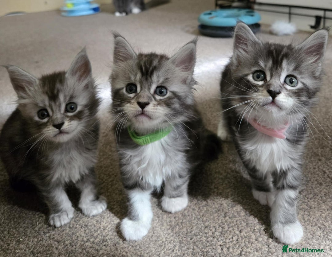 Maine Coon cats for sale: 1 Maine Coon kitten boy. - Image 25