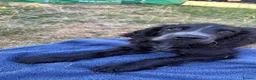 Cocker Spaniel dogs for sale: Beautiful loving boy - Advert 3