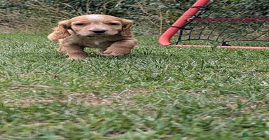 Cocker Spaniel dogs - Advert 4