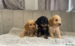 Cockapoo dogs for sale: Beautiful F1 cockapoos ready now  - Image 15