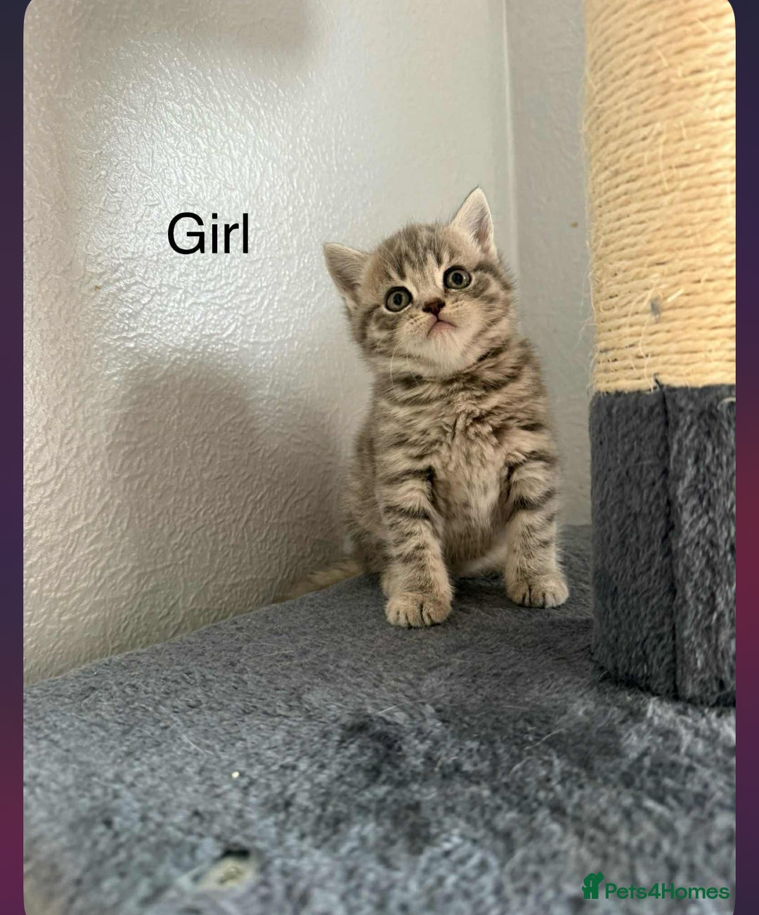 Scottish Fold cats for sale: scottish fold kittens  - Image 22