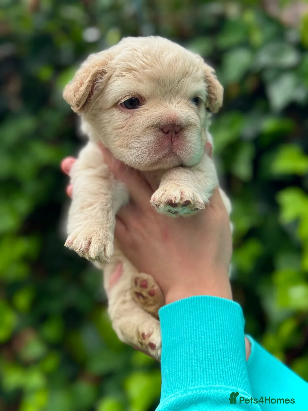 French Bulldog dogs for sale: Much anticipated Round 2 of Tesla x Blaze 🤍🍫🧶  in Liverpool - Advert 9