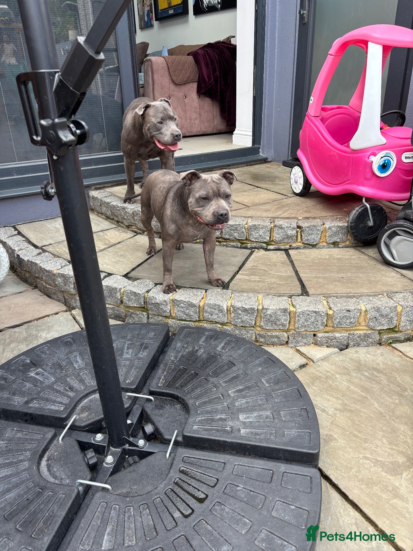 Staffordshire Bull Terrier dogs Male Blue Staffordshire Bull Terrier Puppy  - Advert 8