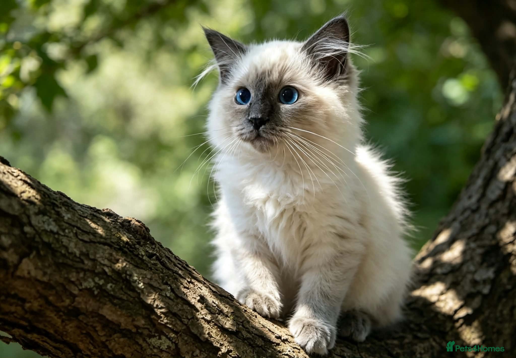 Ragdoll cats GCCF 5Gen Pedigree Blue Mitted Kittens - Advert 1