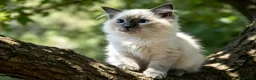 Ragdoll cats for sale: GCCF 5Gen Pedigree Blue Mitted Kittens - Advert 1
