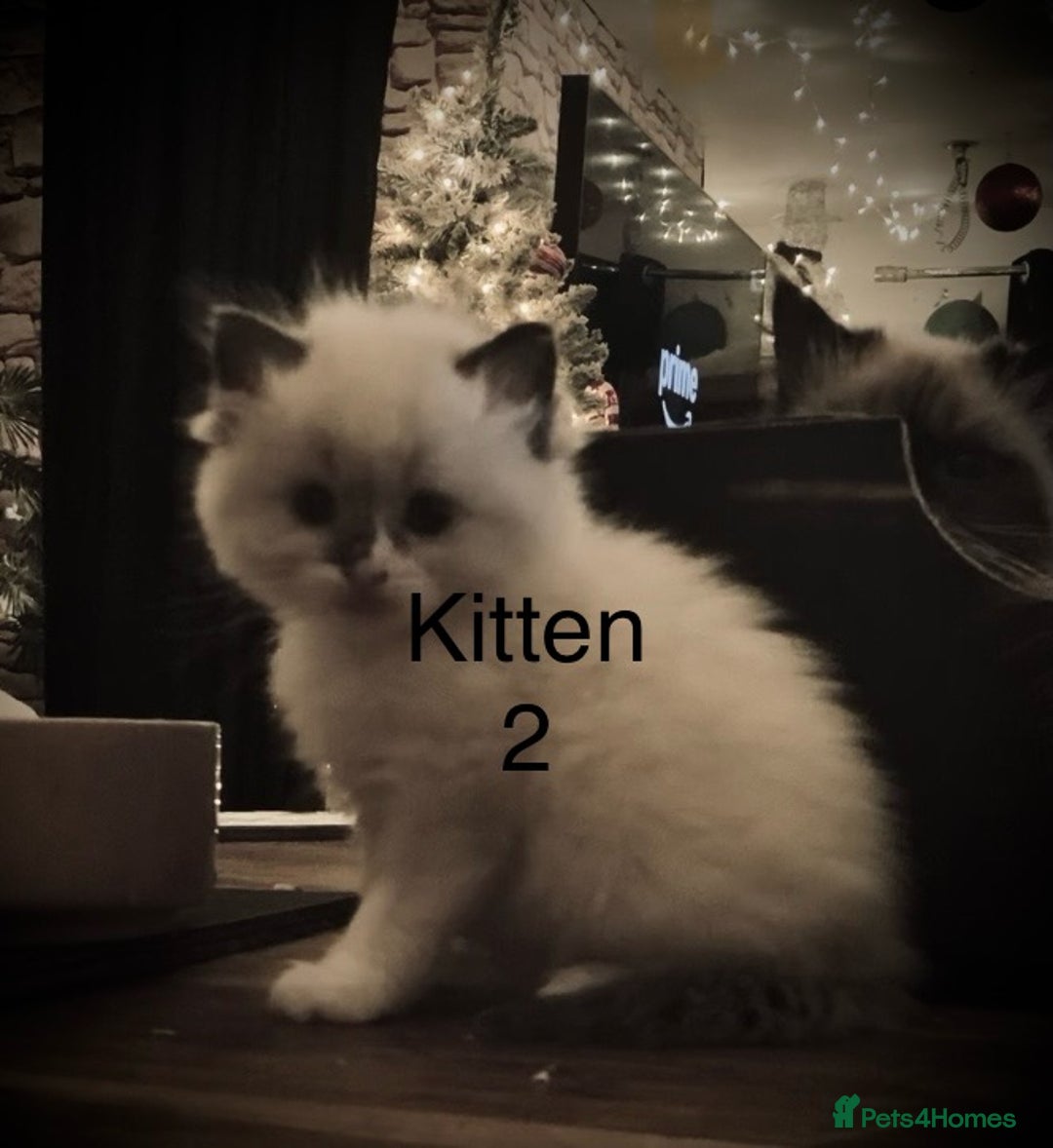 Ragdoll cats for sale: Beautiful Ragdoll kittens, ready now - Advert 5